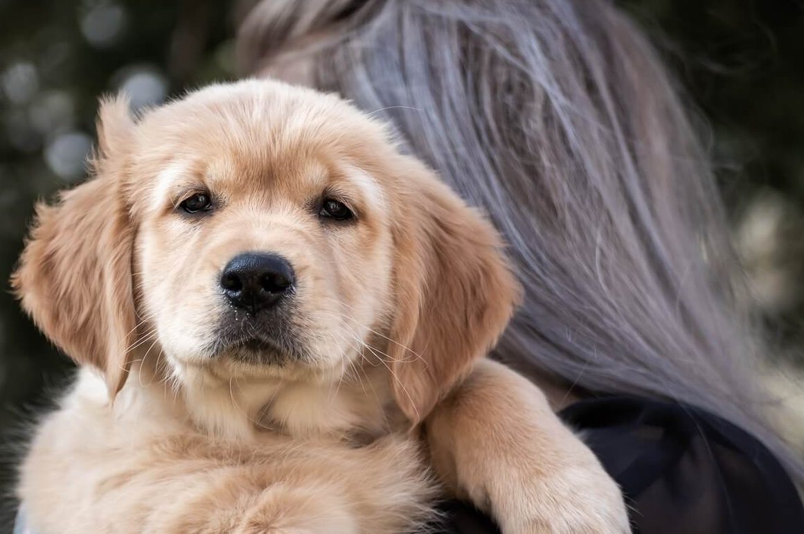 Mulher tem direito a conviver com cachorro sob tutela do ex-marido, decide TJRS