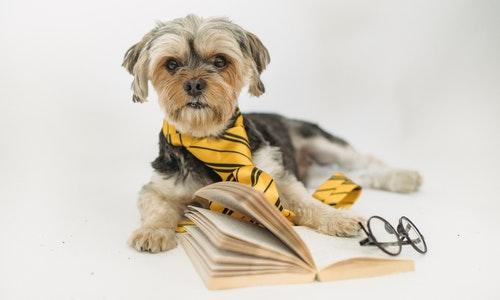 Cães podem ser autores de ação, decide TJPR; Skype e Rambo pedem pensão mensal e indenização por danos morais após maus-tratos