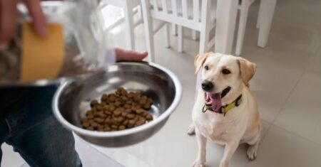 Projeto de lei na Câmara prevê pensão alimentícia para pets