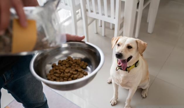 pensão alimentícia para pets