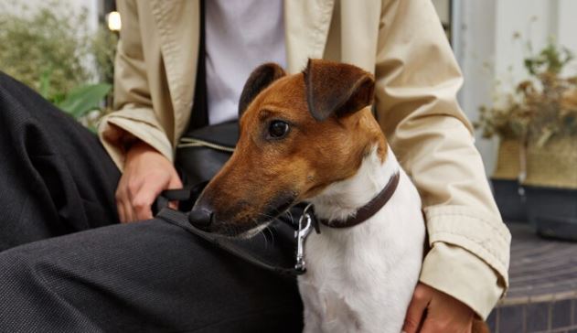 cachorro de suporte psiquiátrico