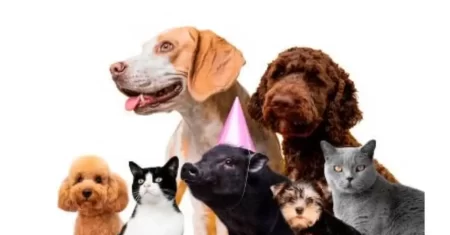 Comissão do Senado analisa regras para guarda compartilhada de animais de estimação