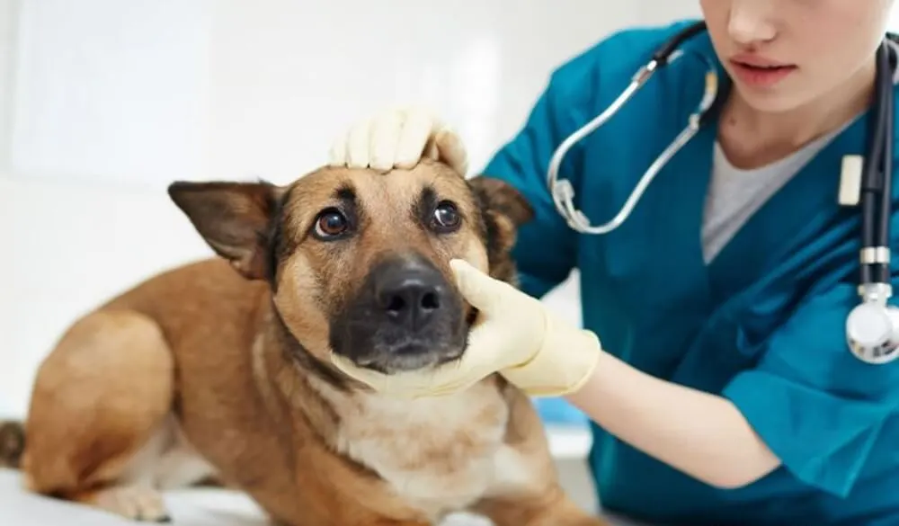 gastos-com-animal-de-estimação