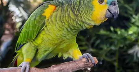 Família multiespécie: Mulher garante na Justiça o direito de continuar com papagaio criado há quase 20 anos