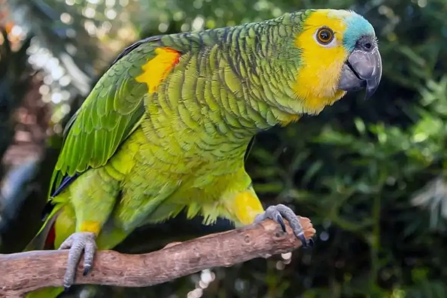 direito de continuar com papagaio