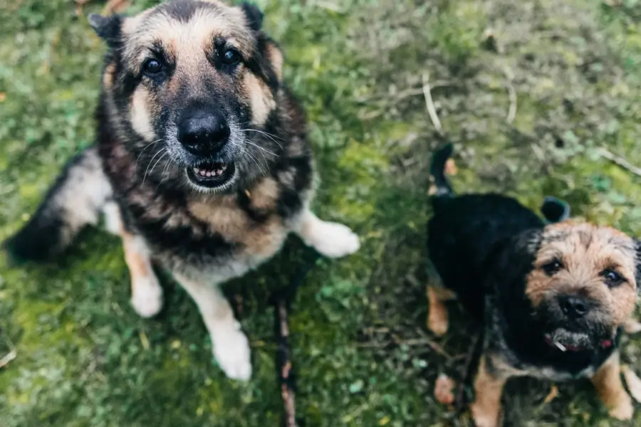 dois cachorros abandonados
