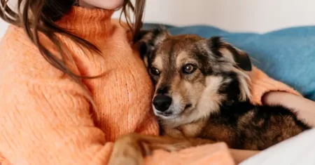 Senado aprova projeto que regulamenta guarda compartilhada de pets após separação; texto segue para sanção presidencial