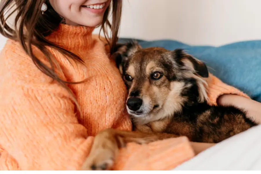 guarda compartilhada de pets